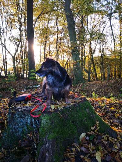 Was denkt ihr, welche Rassen in meinem Hund stecken könnten?-Beitrag-Bild