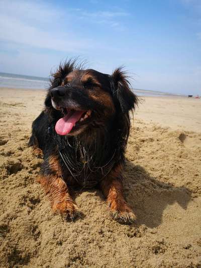 Die Dogorama Kalender Challenge 4/4-Beitrag-Bild