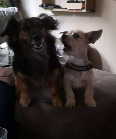 Bester Freund, Hundekumpel - zeigt her!-Beitrag-Bild