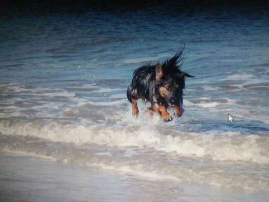 Tipps um einen sehr aktiven Hund zu beschäftigen-Beitrag-Bild