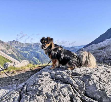 Dein Hund im Dogorama-Kalender 2021-Beitrag-Bild