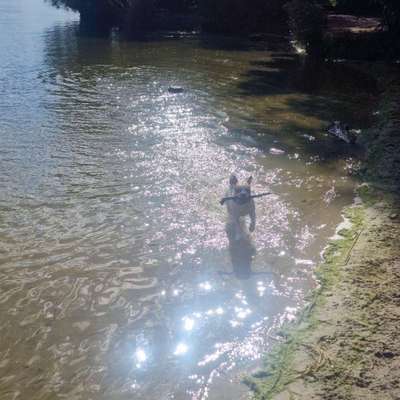 Hundetreffen-Gassirunde am Stößensee-Bild