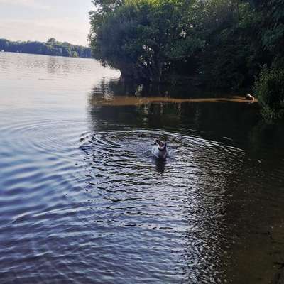 Hundetreffen-Gassirunde im Hundeauslaufgebiet-Bild