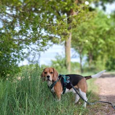 Hundetreffen-Spaziergänge in Sudwalde/Bassum/Syke/Bremen (Obervieland)-Bild