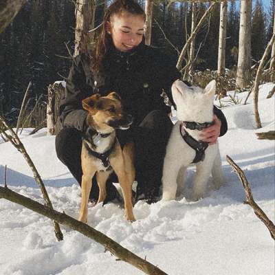 Hundetreffen-Welpentreffen aber auch gerne ausgewachsene große Hunde.