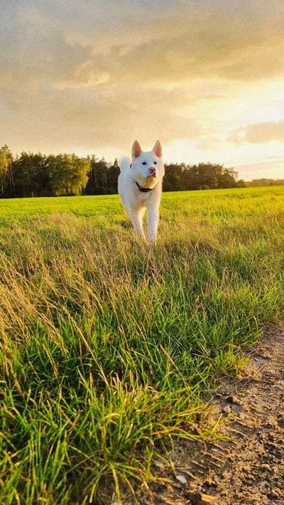 Akita Inu/American Akita (Mix) halter.-Beitrag-Bild