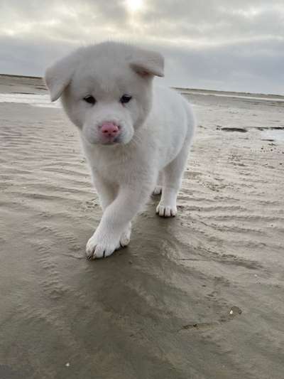 Akita Inu/American Akita (Mix) halter.-Beitrag-Bild