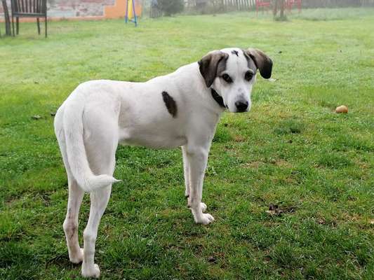 TierschutzhundeStammtisch🐕-Beitrag-Bild