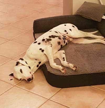 Auslandstierschutz-Beitrag-Bild