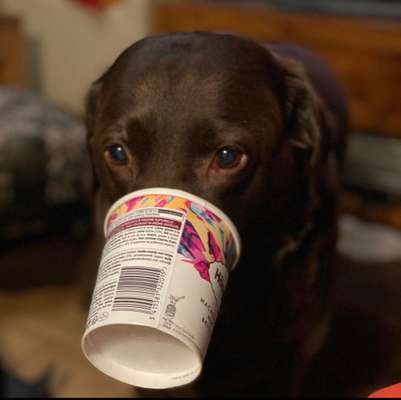 Die kleinen Futtersünden....-Beitrag-Bild