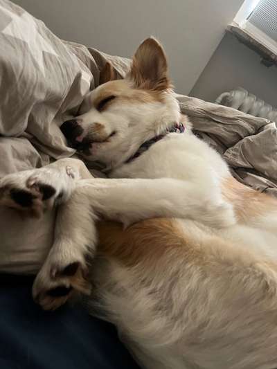 Wie heißt dein Hund?-Beitrag-Bild