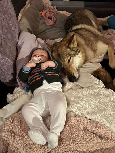 Neugeborenes und Hund, worauf achtet man, das nichts schief läuft-Beitrag-Bild