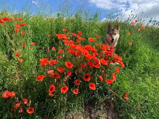 4. Farben/Fotochallenge:          Bunt und Farbenfroh-Beitrag-Bild