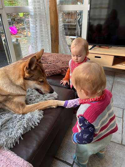 Neugeborenes und Hund, worauf achtet man, das nichts schief läuft-Beitrag-Bild
