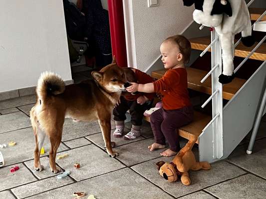 Neugeborenes und Hund, worauf achtet man, das nichts schief läuft-Beitrag-Bild