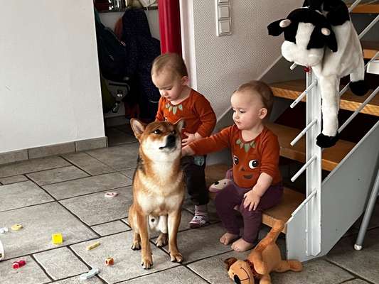 Neugeborenes und Hund, worauf achtet man, das nichts schief läuft-Beitrag-Bild