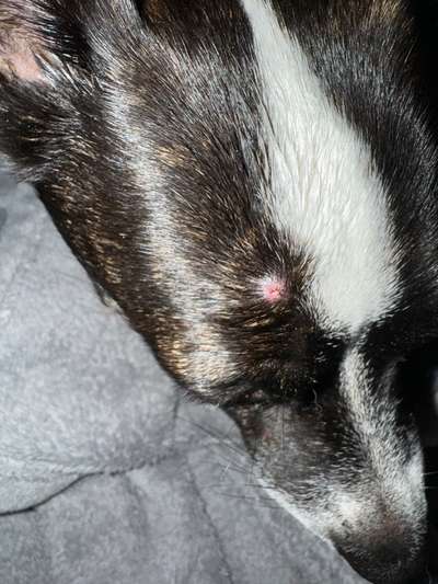 Zeckenbiss entzündet-Beitrag-Bild