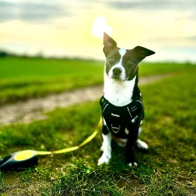 Hundetreffen-Bobby sucht Spiel und Trainingspartner-Bild