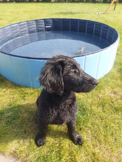 Dogorama-Monats-Challenge-Mai "Wasser"-Beitrag-Bild