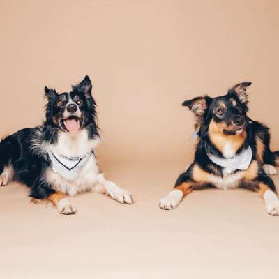 Hundetreffen-Gemeinsames Gassigehen-Bild