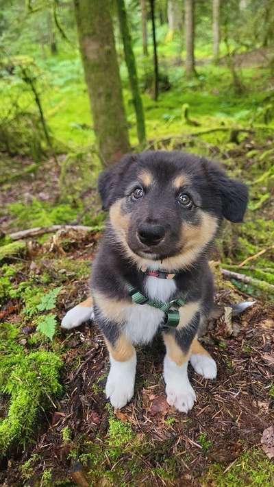 Hundetreffen-Welpentreffen-Bild