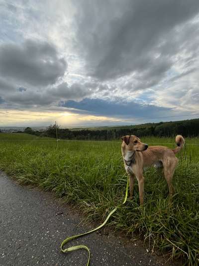 Hundetreffen-Hundebegegnung & Social Walk-Bild