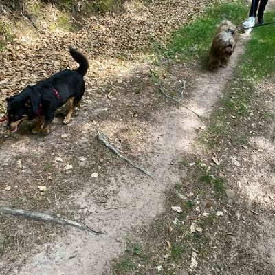 Hundetreffen-Social Walk mit zertifizierter Trainerin ab April-Bild