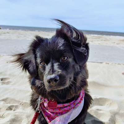 Hundetreffen-Suchen Hundekumpels-Bild