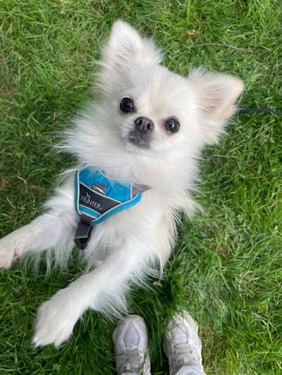 Hundetreffen-Chihuahua/Pomeranian Treff 🐾-Bild