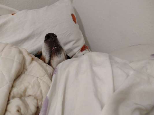 FOTOCHALLENGE NR.54-,,Liebesbeweis"-Beitrag-Bild