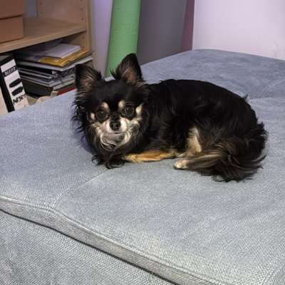 Hundetreffen-Kleine Hunde Treffen-Bild