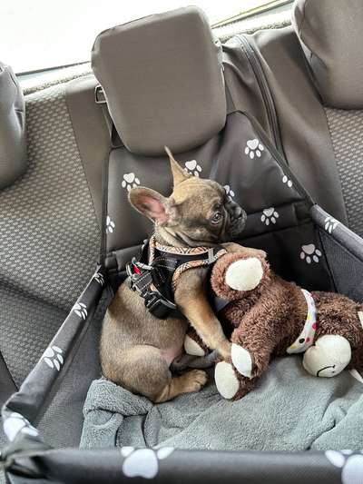 Welpen Bilder !-Beitrag-Bild