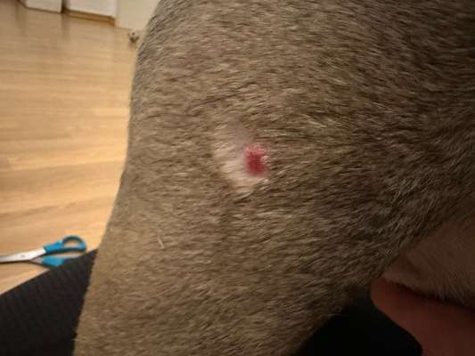 "Pickel am Bein"?-Beitrag-Bild