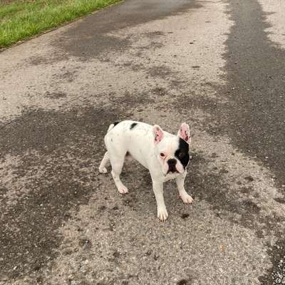 Hundetreffen-Spazieren oder Spielerunde-Bild