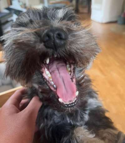 Dogorama Photo Challenge - Mäulchen auf-Beitrag-Bild