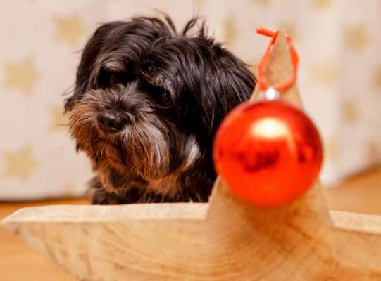 Dogorama Photo Challenge - Bescherung-Beitrag-Bild