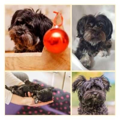 Black dogs are beautiful-Beitrag-Bild