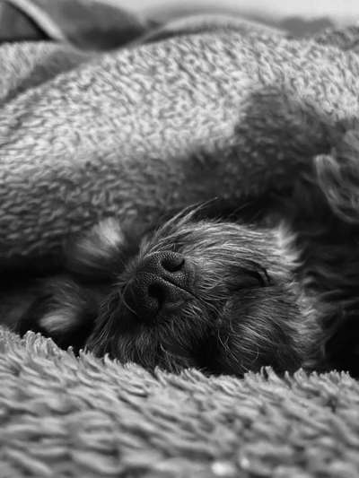 11. Collagen-Challenge
Dein*e Hund*e in verschiedenen Lebensphasen-Beitrag-Bild