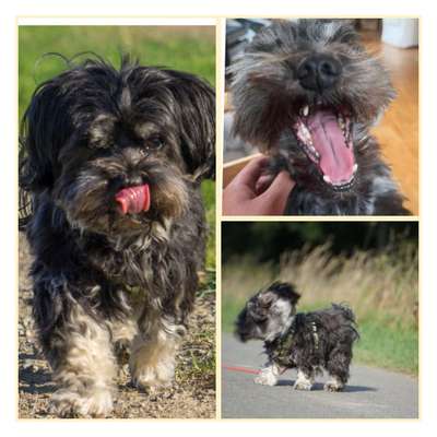 20. Collagen Challenge - "Lustige Schnappschüsse"-Beitrag-Bild