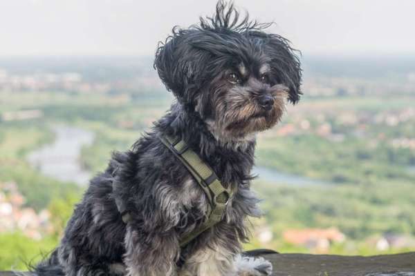 Wie kamst du zu deinem Hund?-Beitrag-Bild