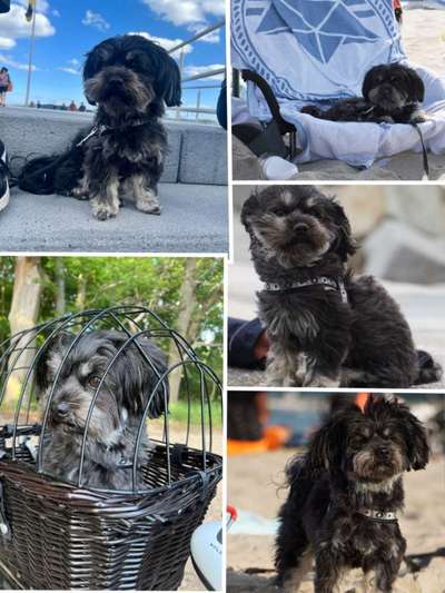 11. Collagen-Challenge
Dein*e Hund*e in verschiedenen Lebensphasen-Beitrag-Bild