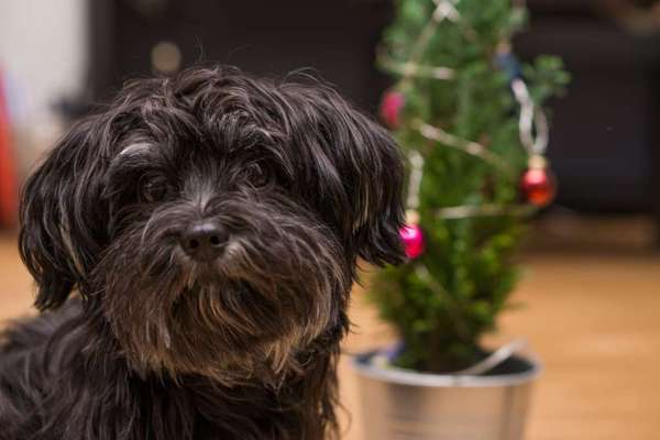 Dogorama Photo Challenge - Weihnachtsbaum-Beitrag-Bild