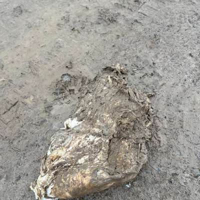 Giftköder-Offen liegendes Fleisch, Fleischreste-Bild