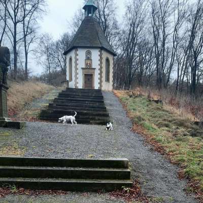 Hundetreffen-Welpen /Junghunde Treffen um Willebadessen-Bild