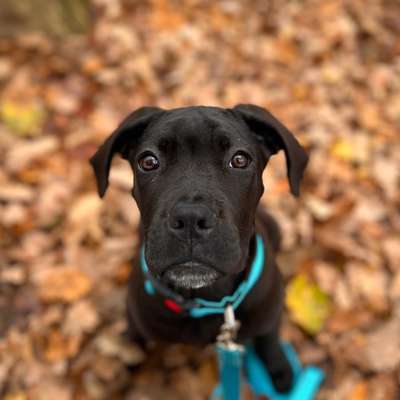 Hundetreffen-Gassi + Spielen-Bild