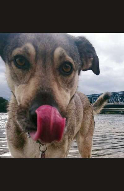 Hundetreffen-Spiel- und Chillfreunde gesucht-Bild