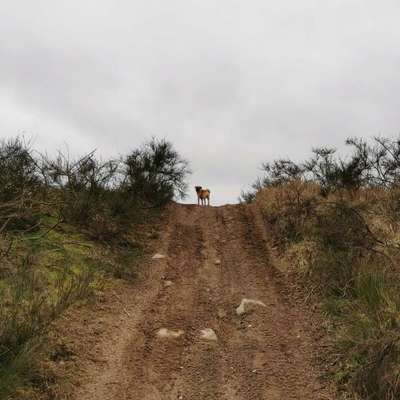 Hundetreffen-Lernen, spielen Treffen-Bild