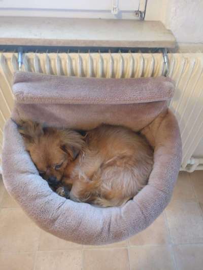 Mischlingshunde Foto Aufruf-Beitrag-Bild