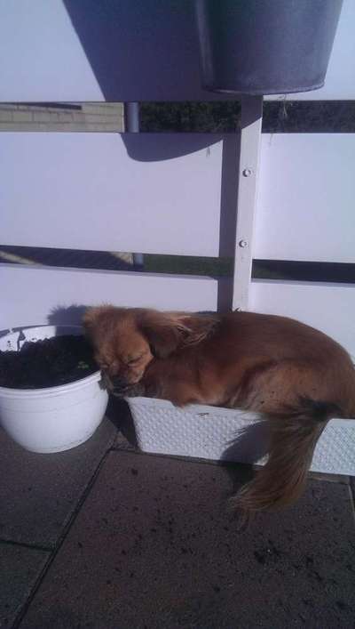 Mischlingshunde Foto Aufruf-Beitrag-Bild