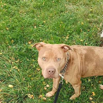 Hundetreffen-Spielrunde (im Garten) gesucht-Bild